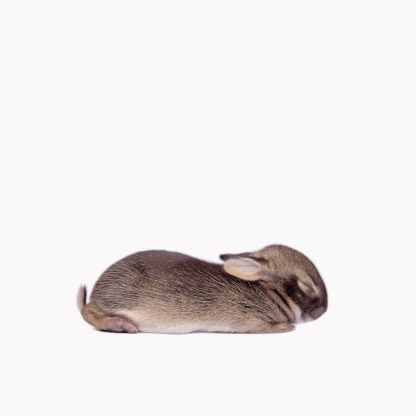 Photograph Naomi Pitcairn Eastern Cottontail on One Eyeland